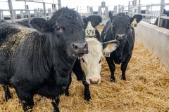 Taste-Canada-2025-Cooks-The-Books-Farm-Tour101125©stephenchu@picnchu89-36