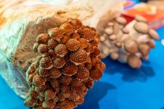 Taste-Canada-2025-Awards-Soiree-101125©stephenchu@picnchu89-41