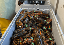 Freshly caught lobster on board Small Fortunes_credit_Greg Mercer (1)